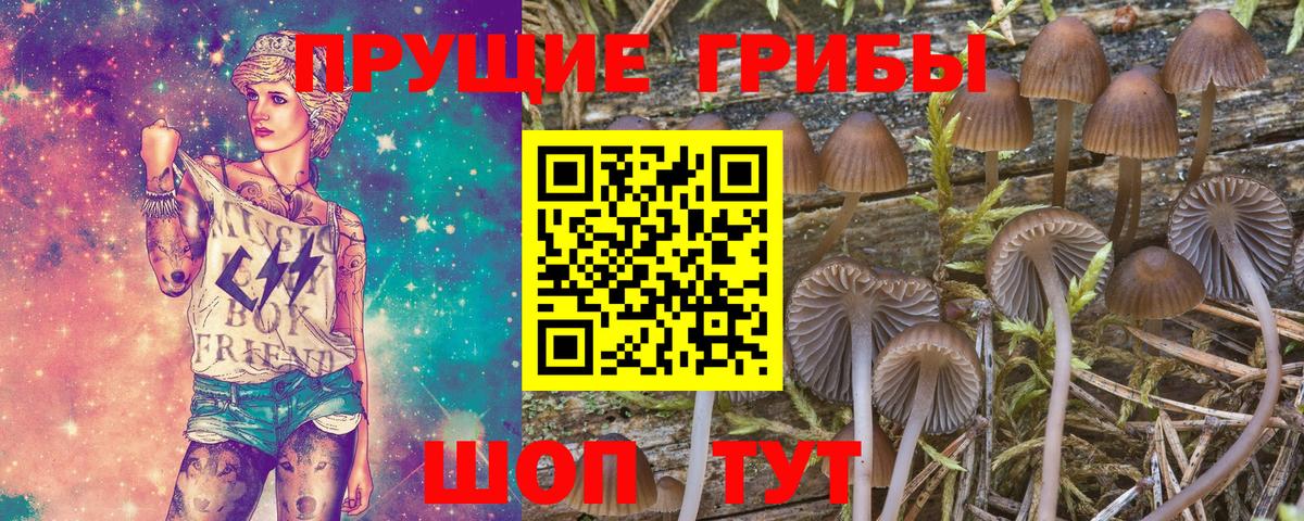 Псилоцибиновые грибы Psilocybe Балаково